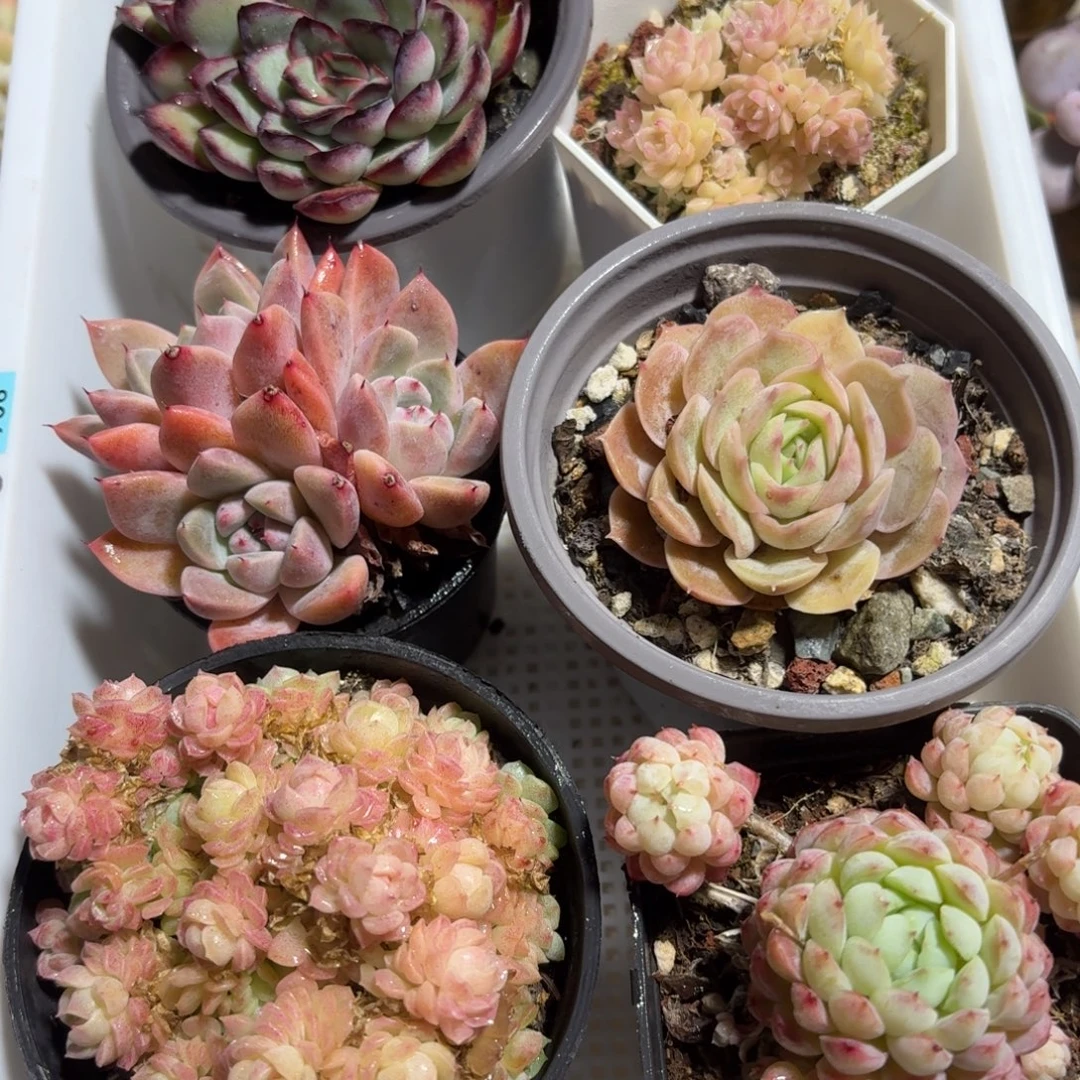 框拍一物一拍编号806