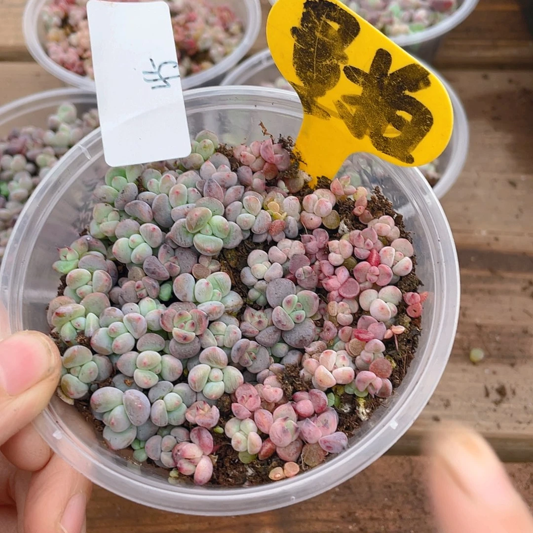 量拍多肉植物多肉植物45