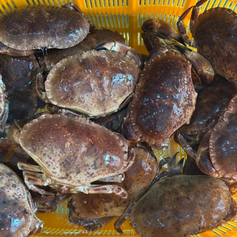 英国面包蟹  大母蟹 部分掉腿保鲜保肥不包活 充氧发货