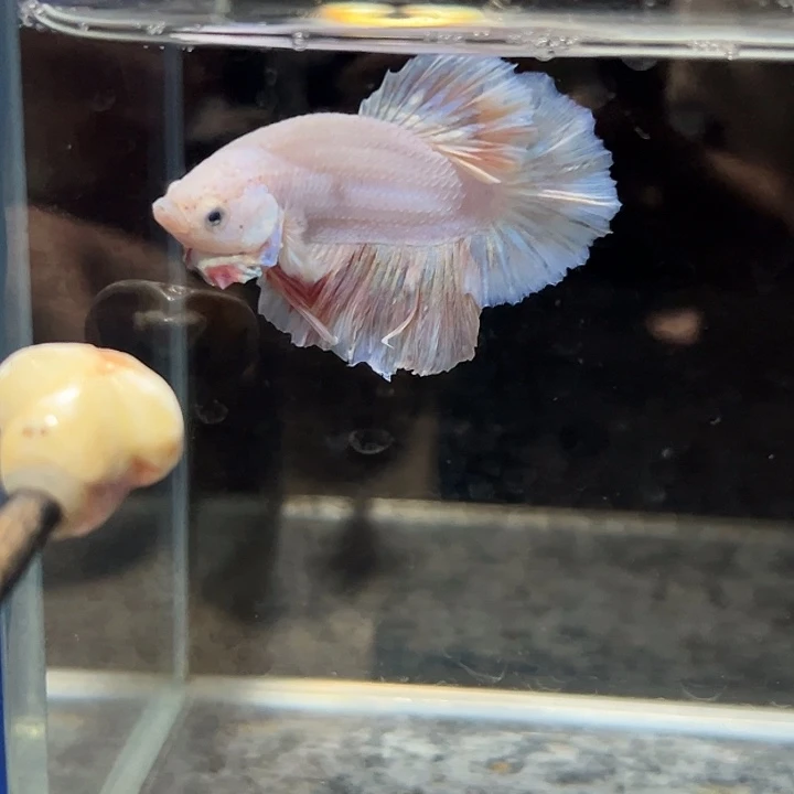 斗鱼37号清缸特价纯粉将军