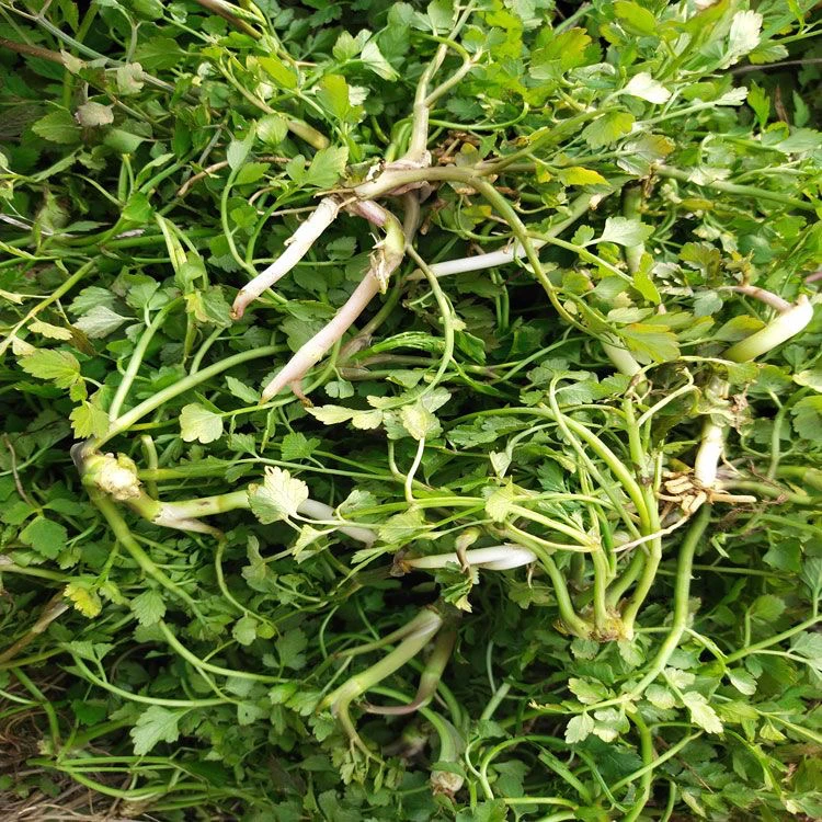贵州野生细叶芹菜开胃下饭神器鲜嫩爽口酸味红汤菜顺丰包邮