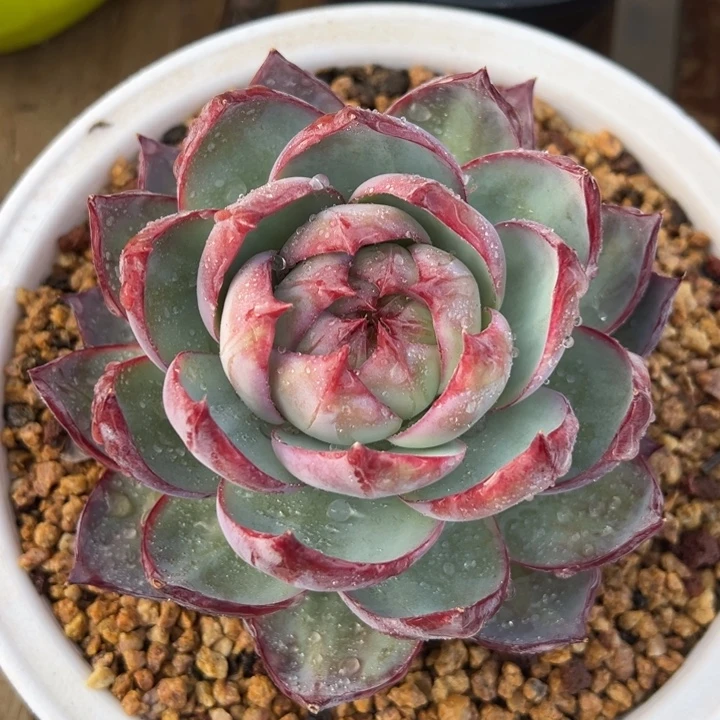 惊鸿仙子 多肉植物