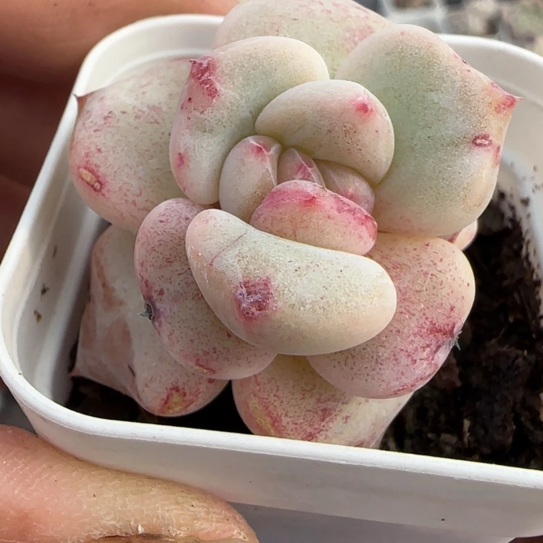 多肉小卡拉米糖心一物一拍