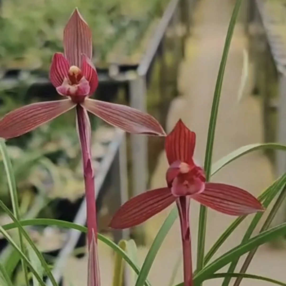 春兰醉红素3苗连体云南原生老种顺丰包邮花期带花兰花盆栽兰草