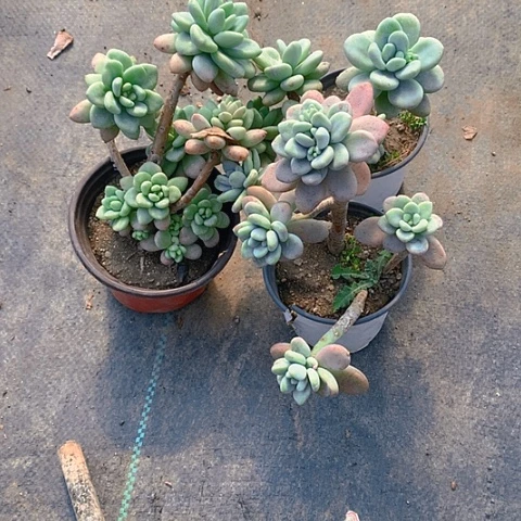 516景天3棵多肉植物