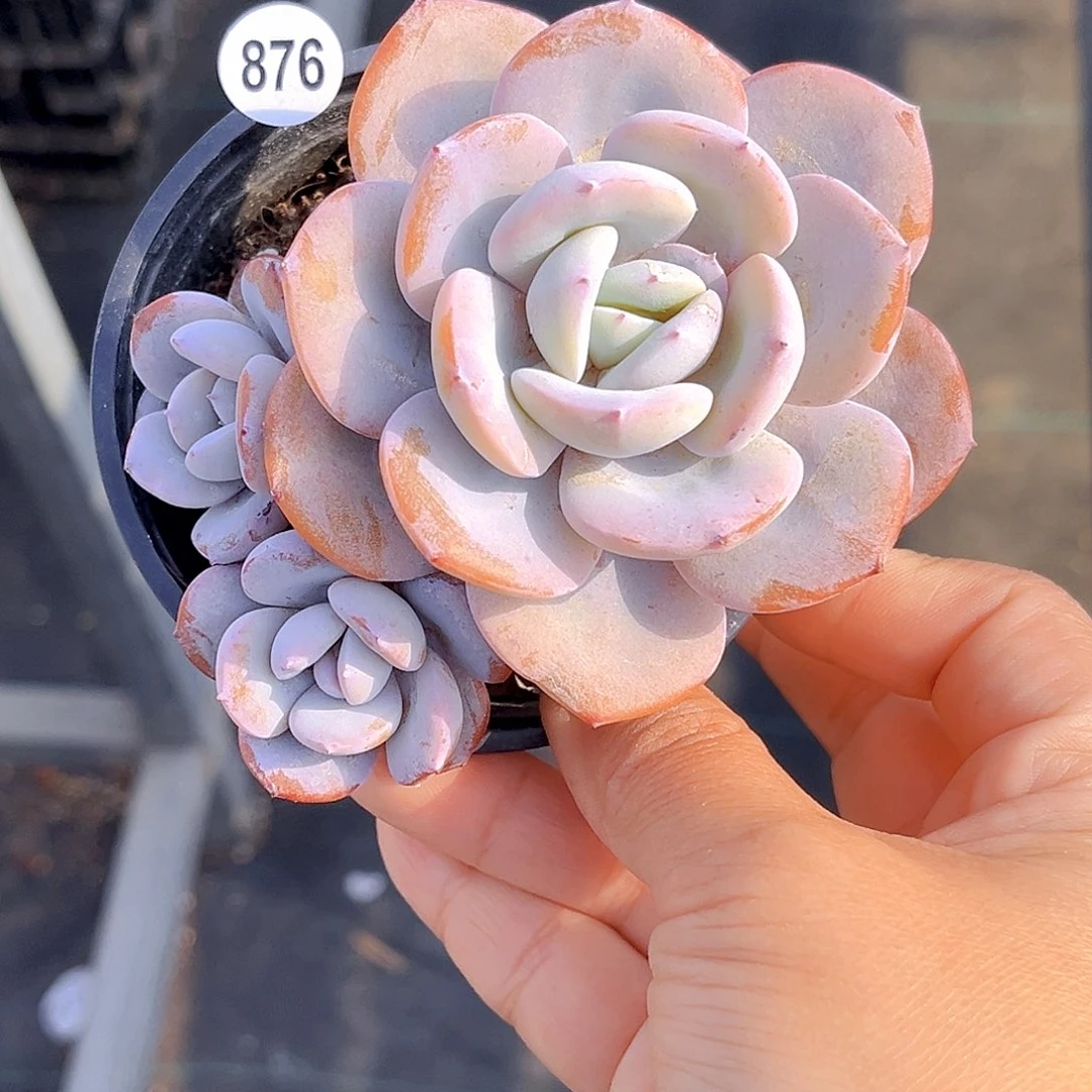 875 放漏  新品珍妮 满18包邮