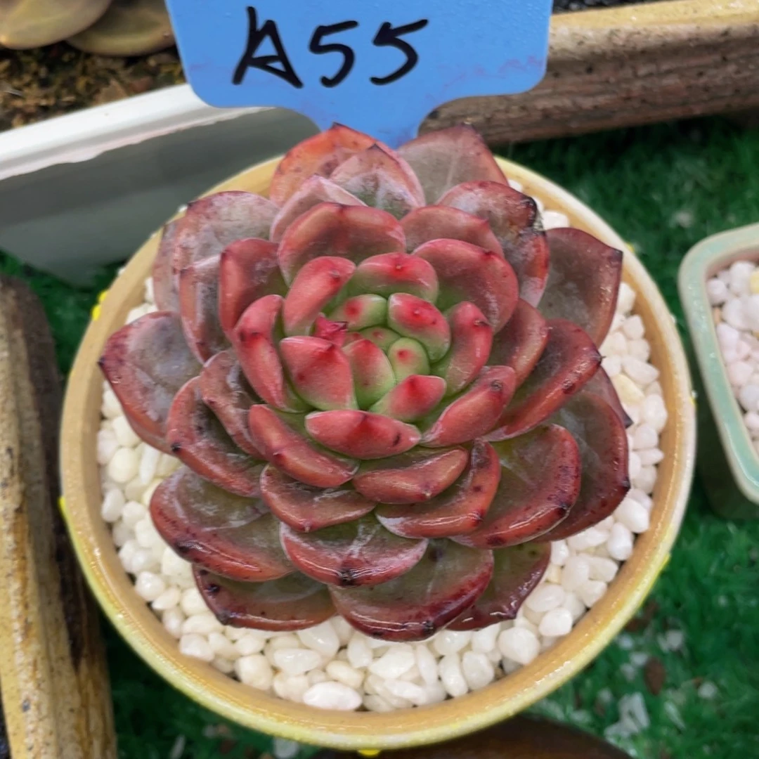 多肉植物盆栽多肉