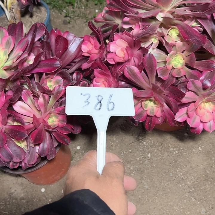 W**梅多肉植物组合2个