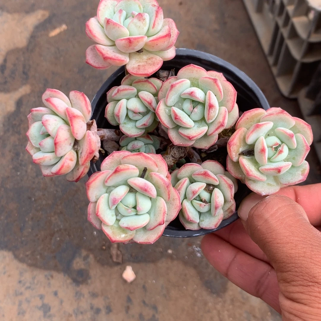 那时候是个啥日子我看