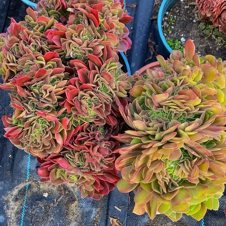 用****8玫瑰一组多肉植物