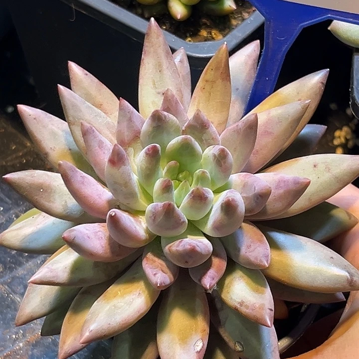 多肉植物水晶球132