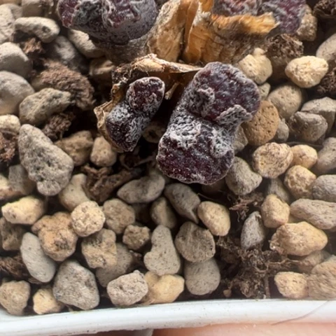 85 好看的肉肉冲冲冲冲冲有干疤