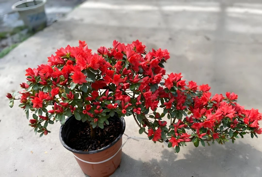 映山红植物庭院阳台花卉网红绿植