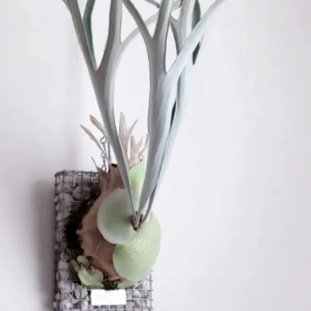 链接2 （-10度以下勿拍）鹿角蕨一物一拍【不接受七天无理由退货】