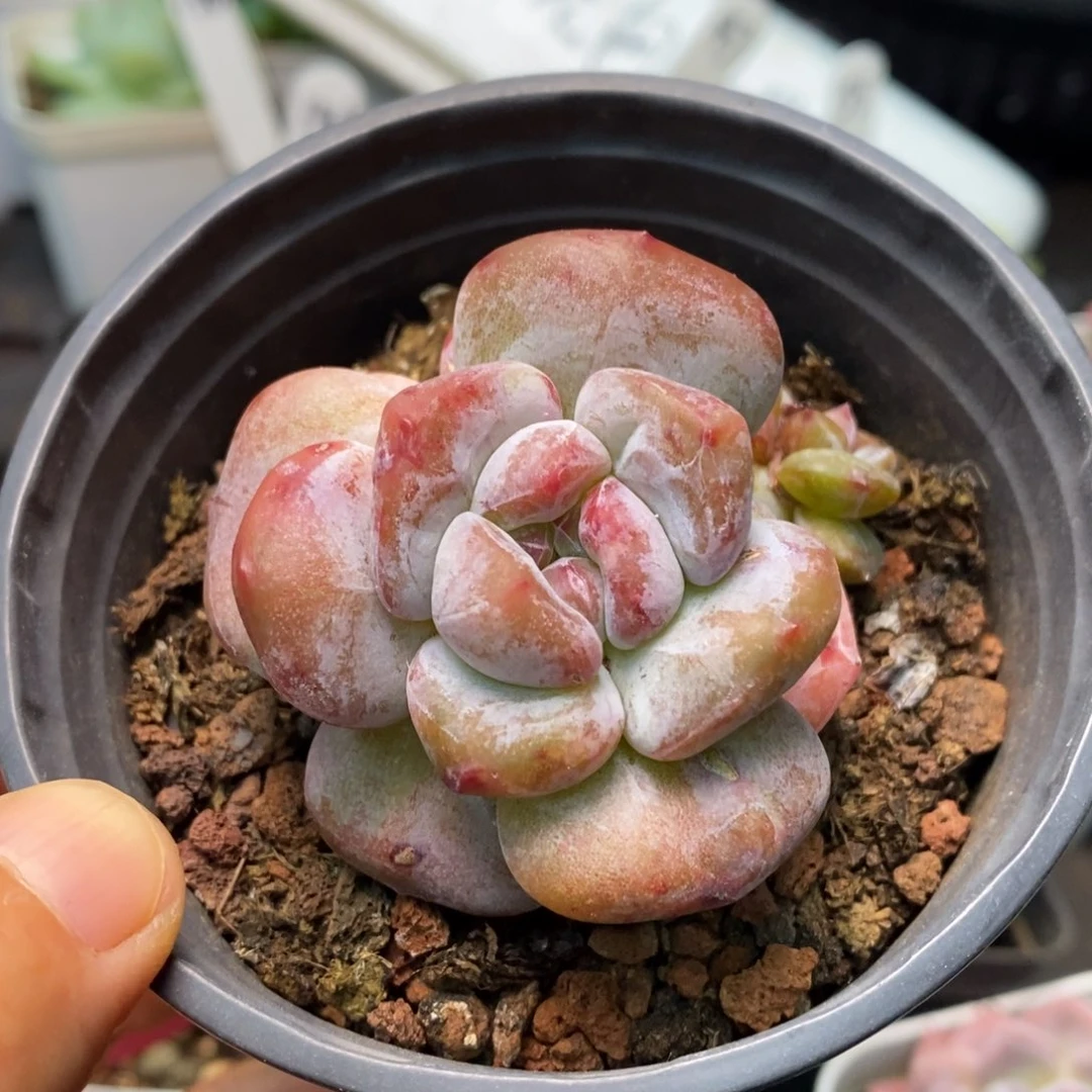 精品多肉一物一拍不包整36
