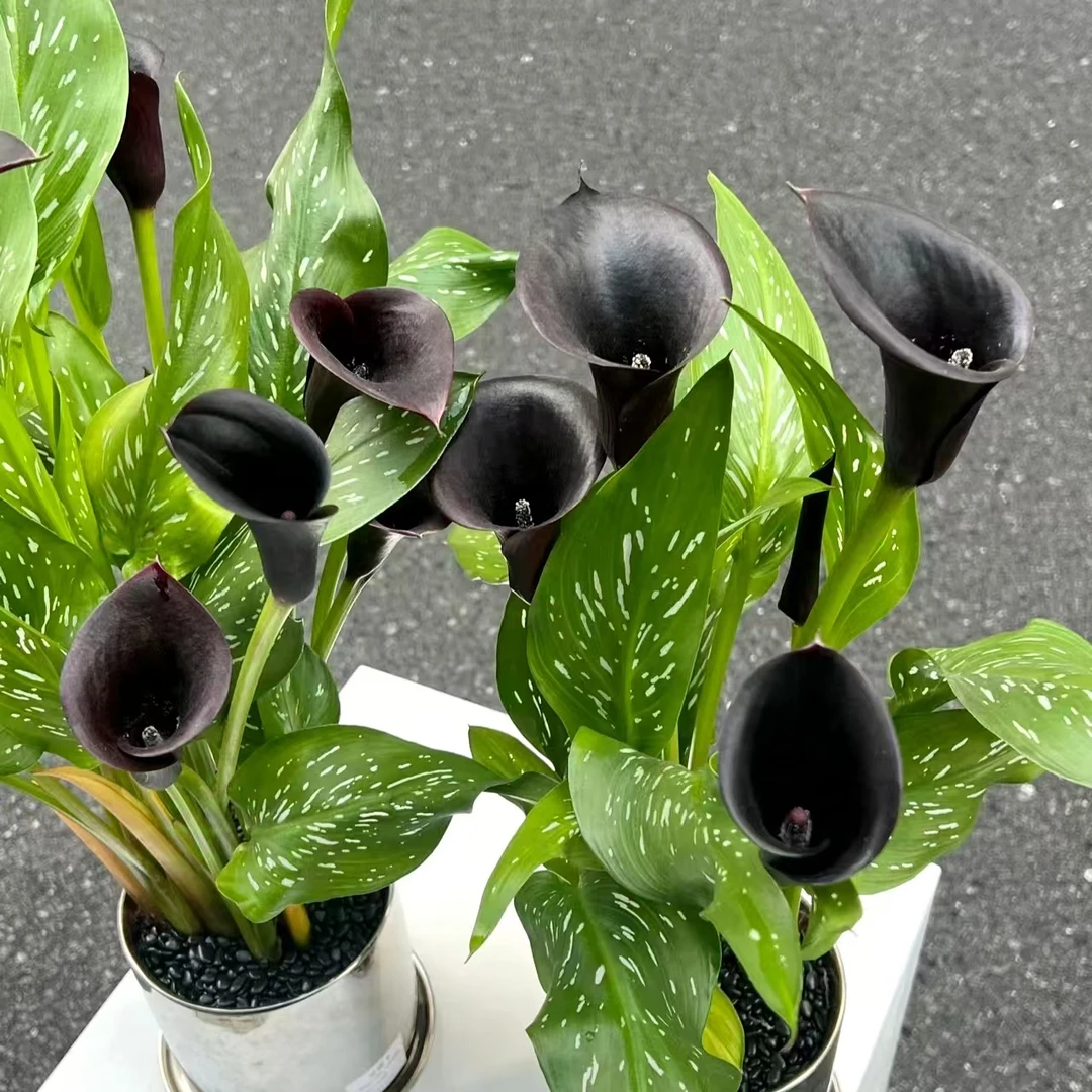 黑色马蹄莲 精致室内客厅阳台清新植物 云南鲜花绿植