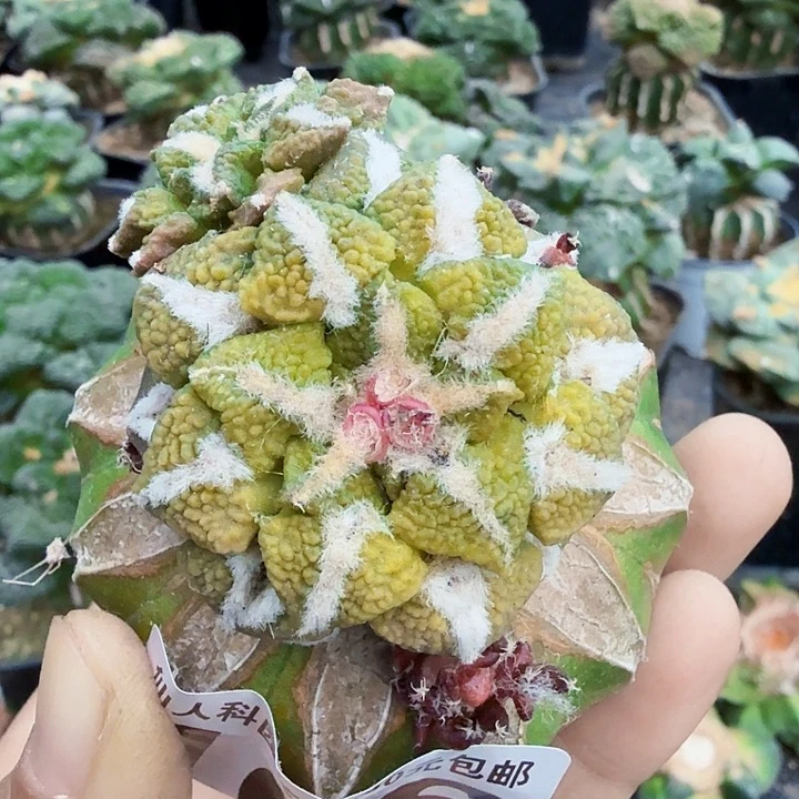 无花朵106大尤黑锦