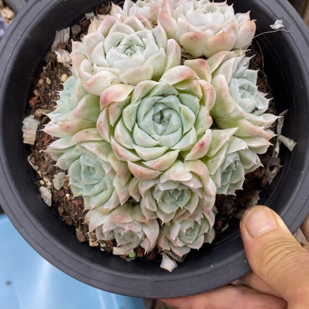 精品多肉一物一拍不包整289