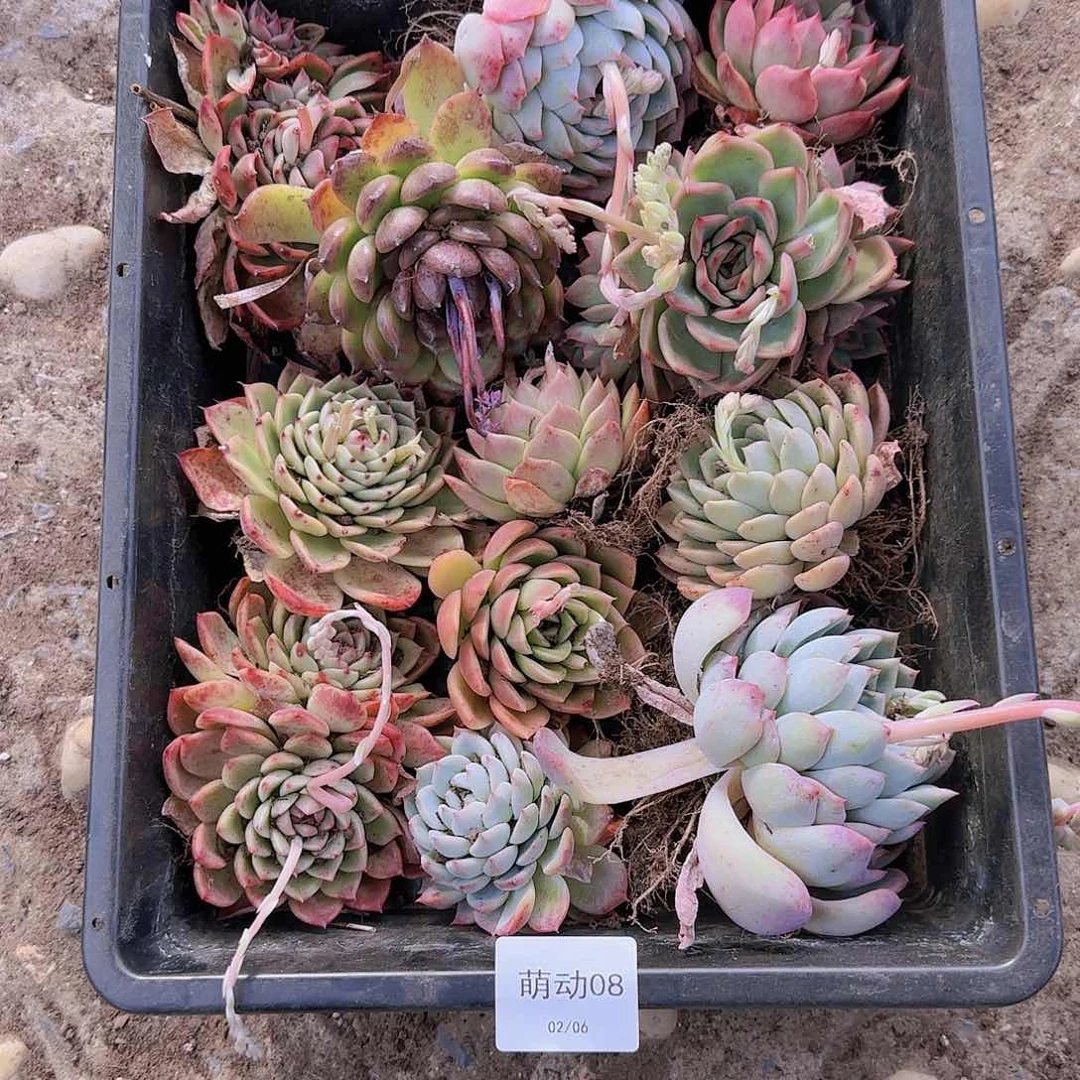 直播一物一拍多肉08