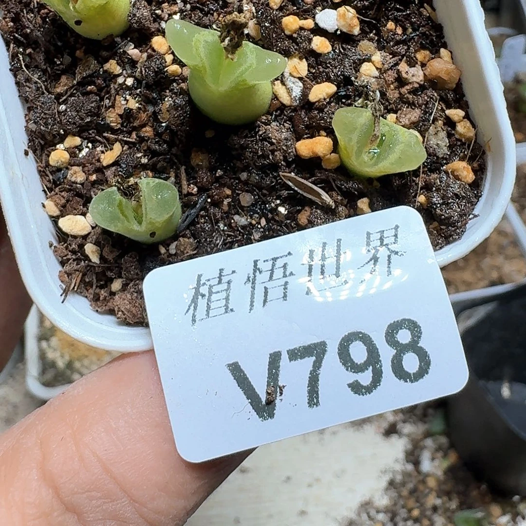 798盒多肉植物哇c