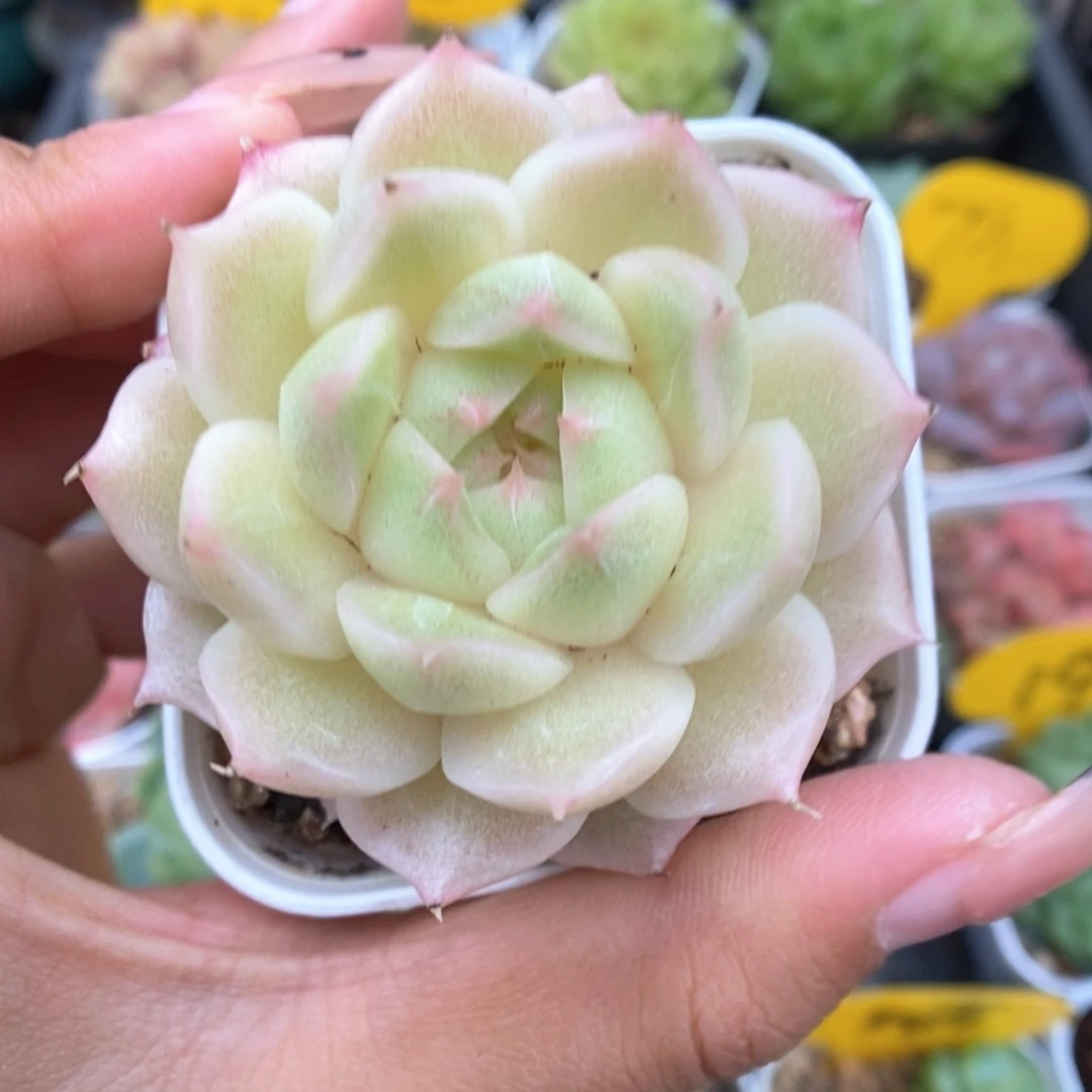 油透麦秆可拍783号。