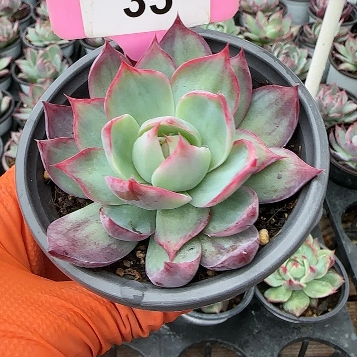 35 惊鸿仙子多肉植物6-9cm