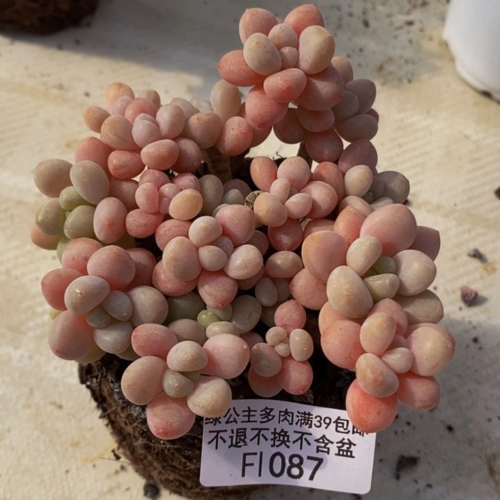 鱼子酱老桩9cm1087多肉植物