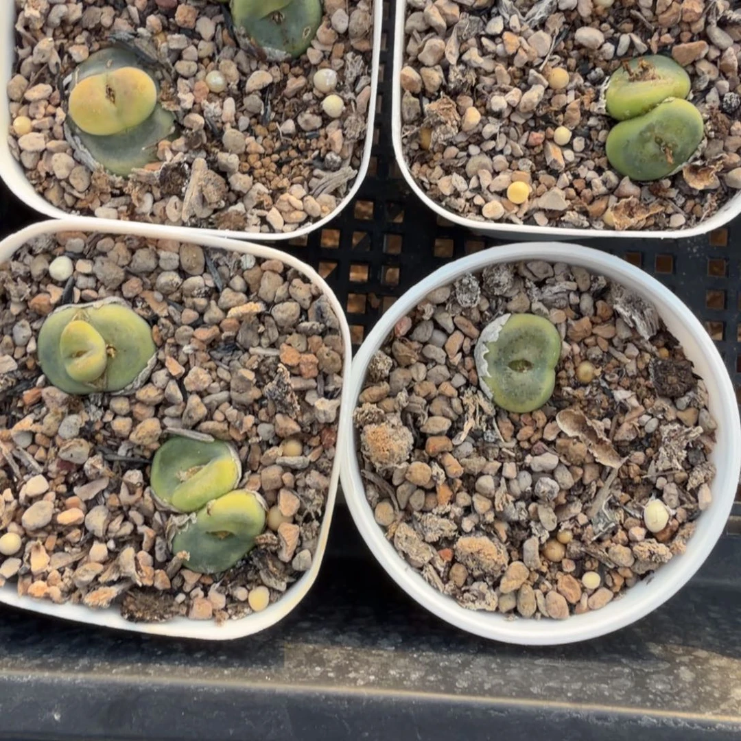 水晶鞋母本清盒福利