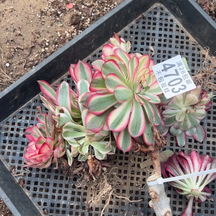 无根多肉植物法师4703无根不售后