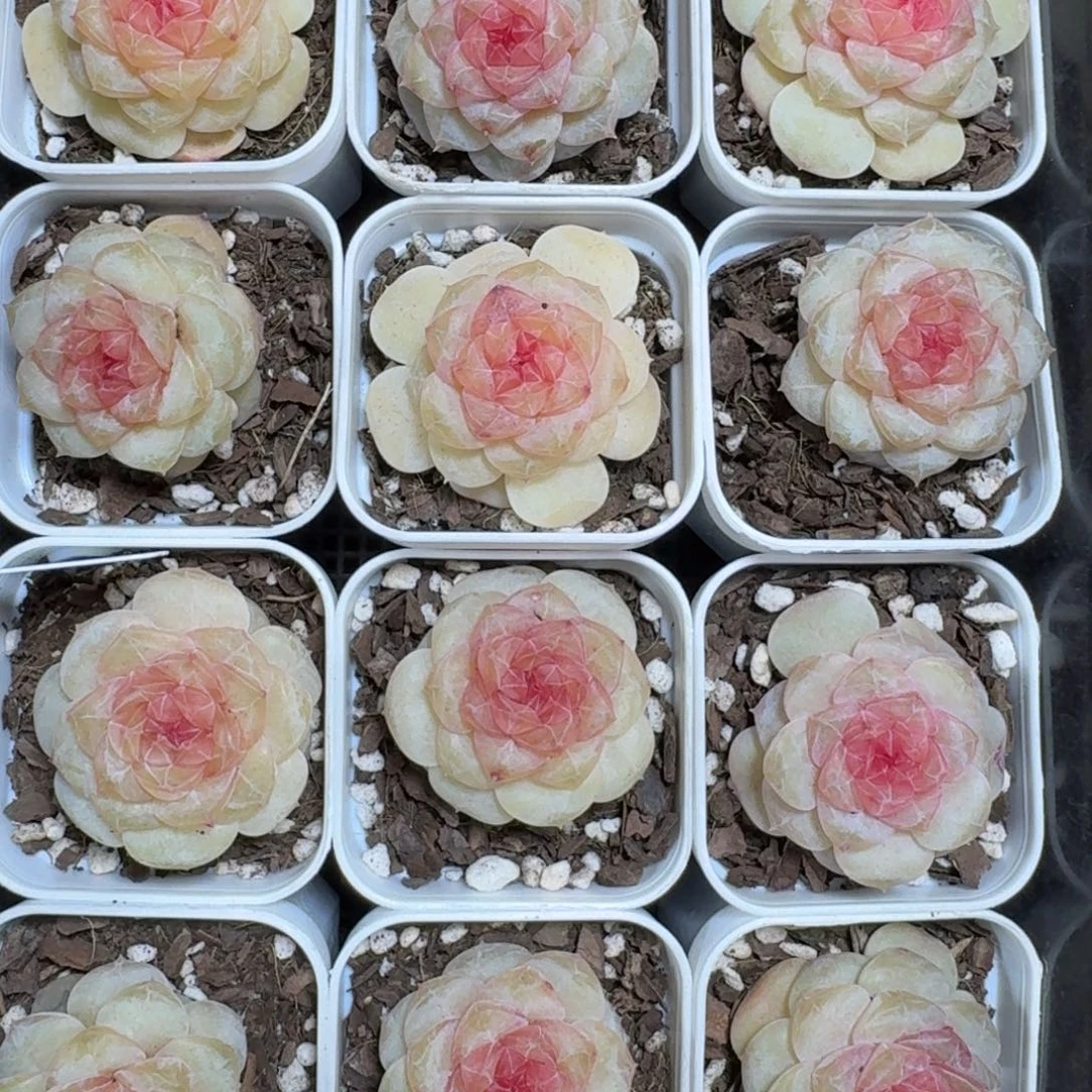 1214-131-含香一颗量拍