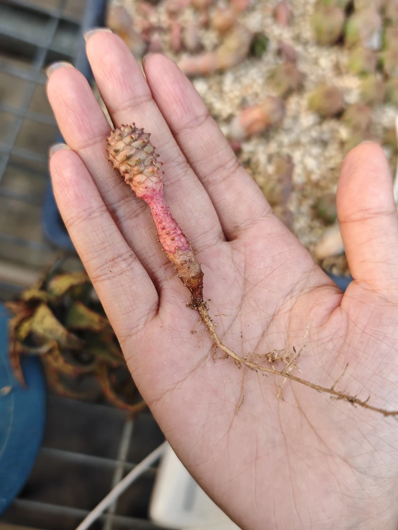 迷你布纹球多肉植物