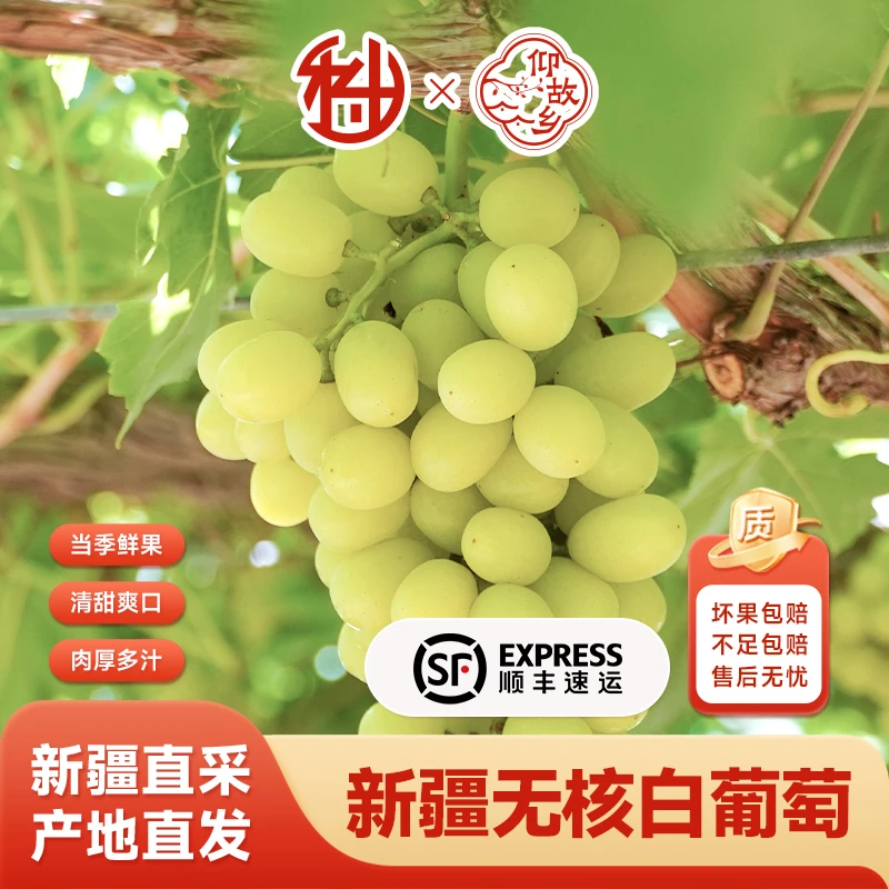 【顺丰包邮】仰故乡新疆吐鲁番无核白葡萄当季新鲜无籽皮薄脆甜A1