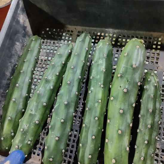 仙人球新袖普五个打包