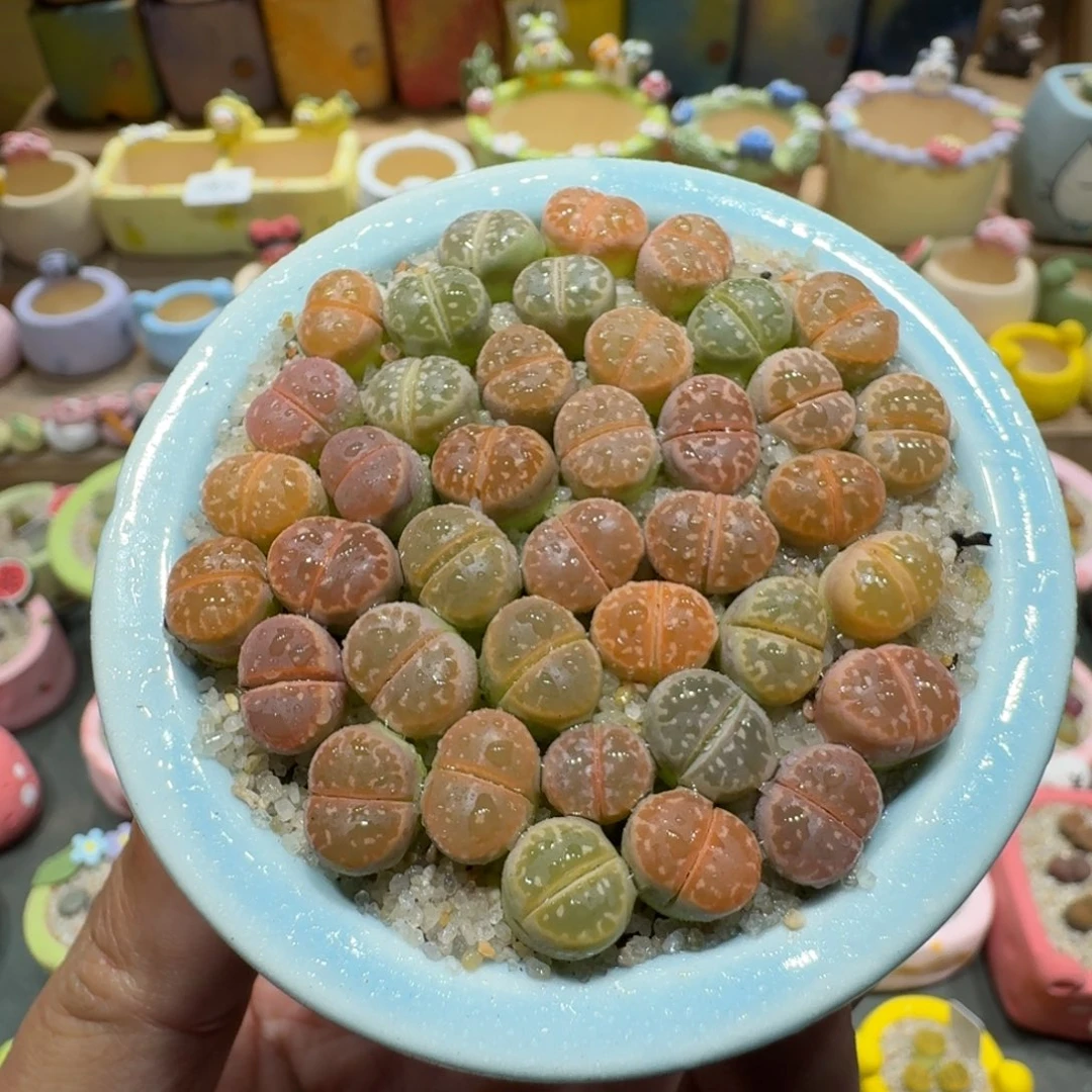 蘑菇1005橄榄彩拼多肉植物