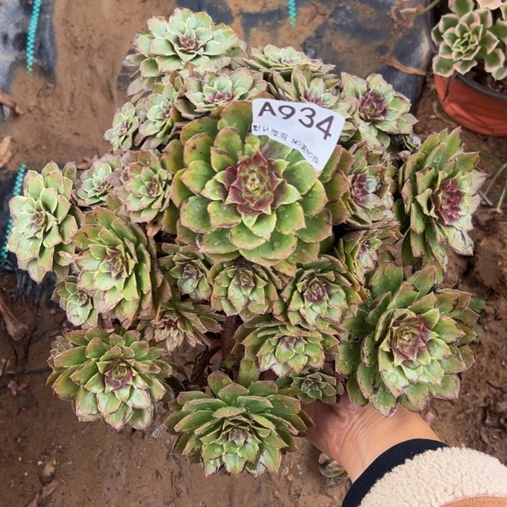 红霞多肉植物934.