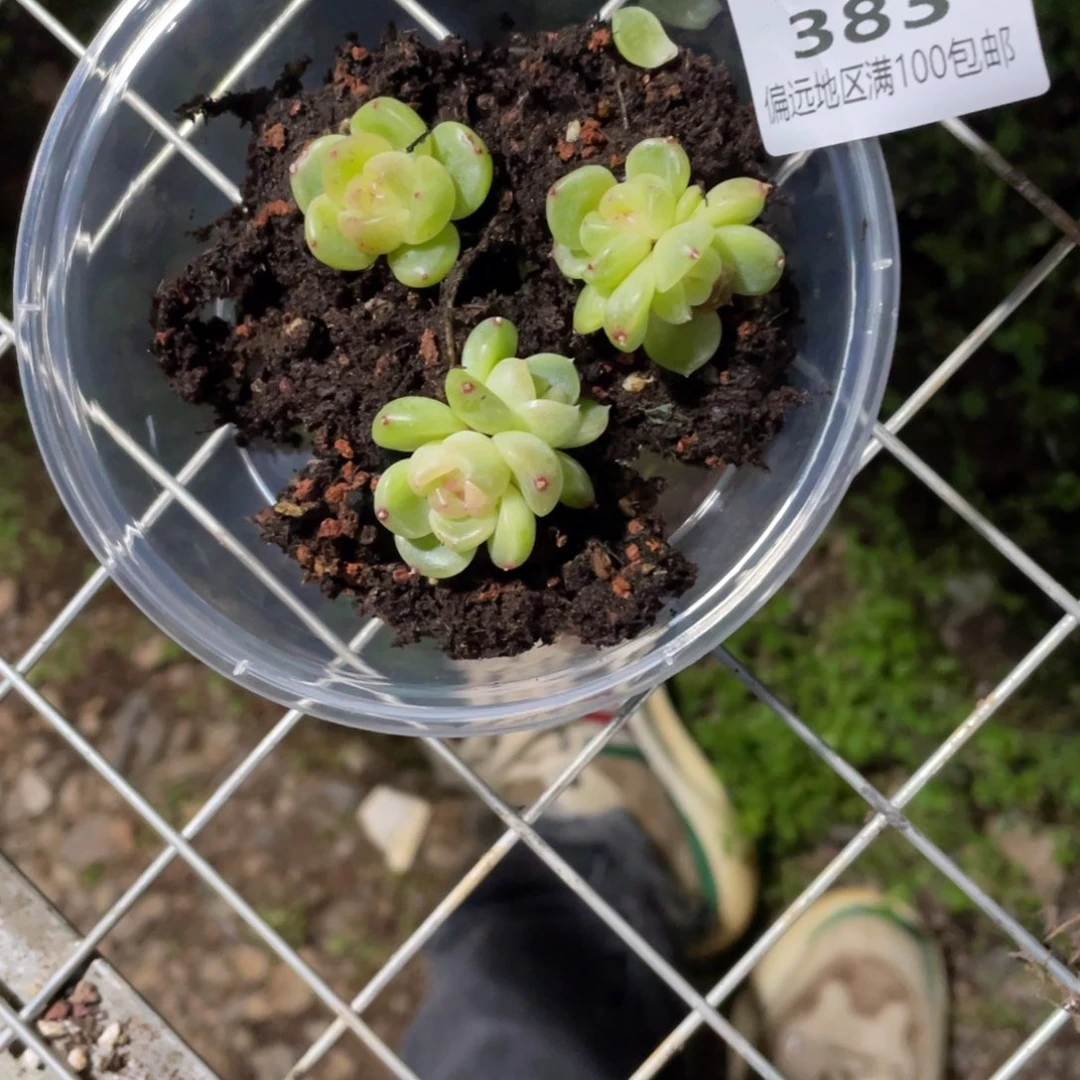 ****梨假皓月一物一拍383…