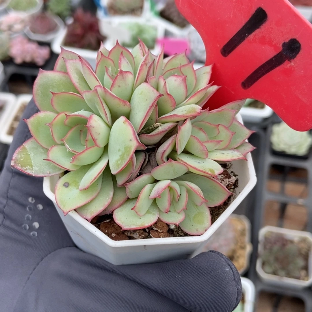 11牡丹亭多肉植物诺肉