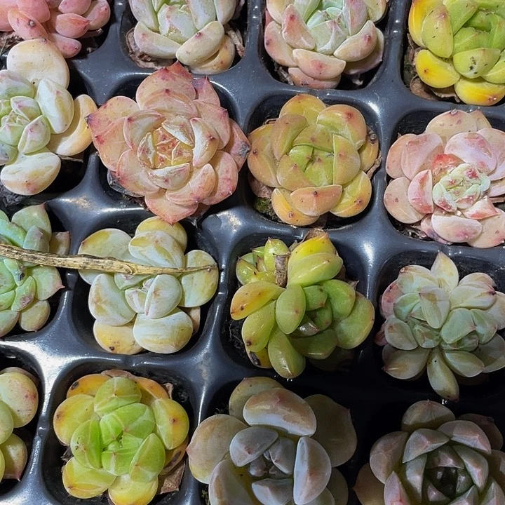 小梦奇杂1元带土发货