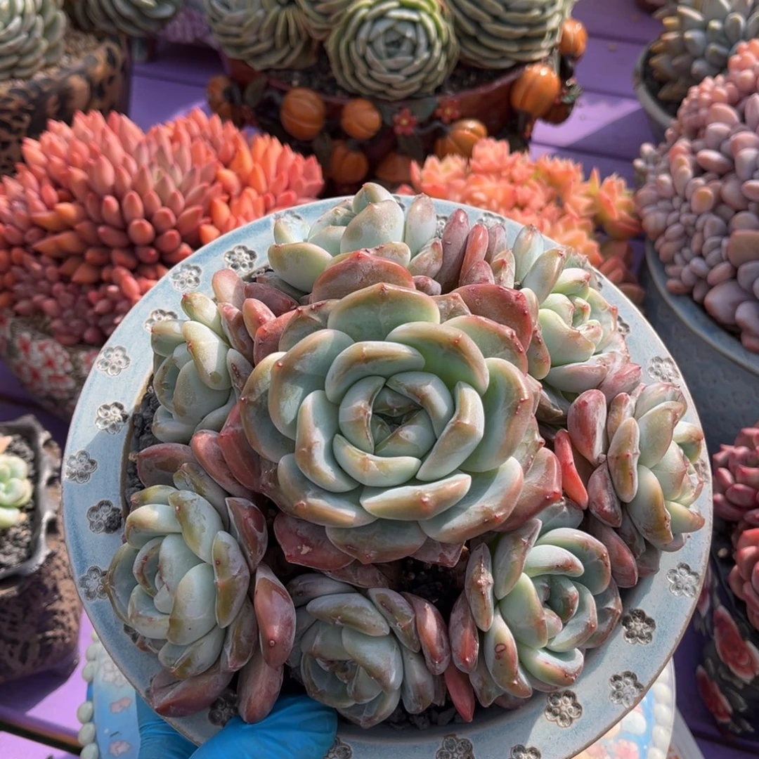 糖心珍妮一物一拍