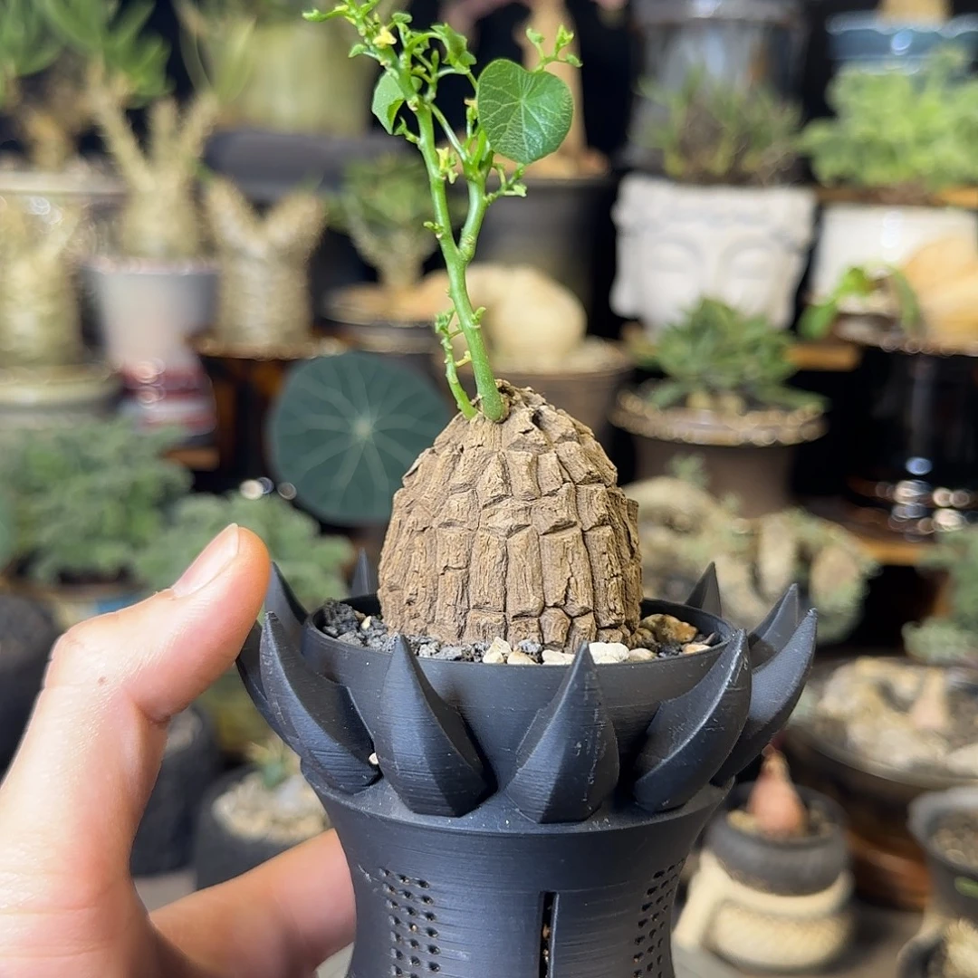 一物一拍老家龙甲龟09