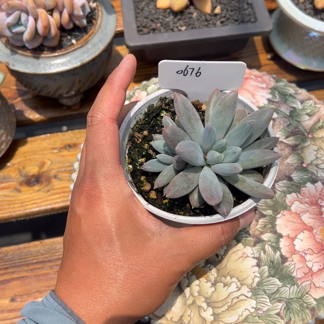 哥特满68包邮0676