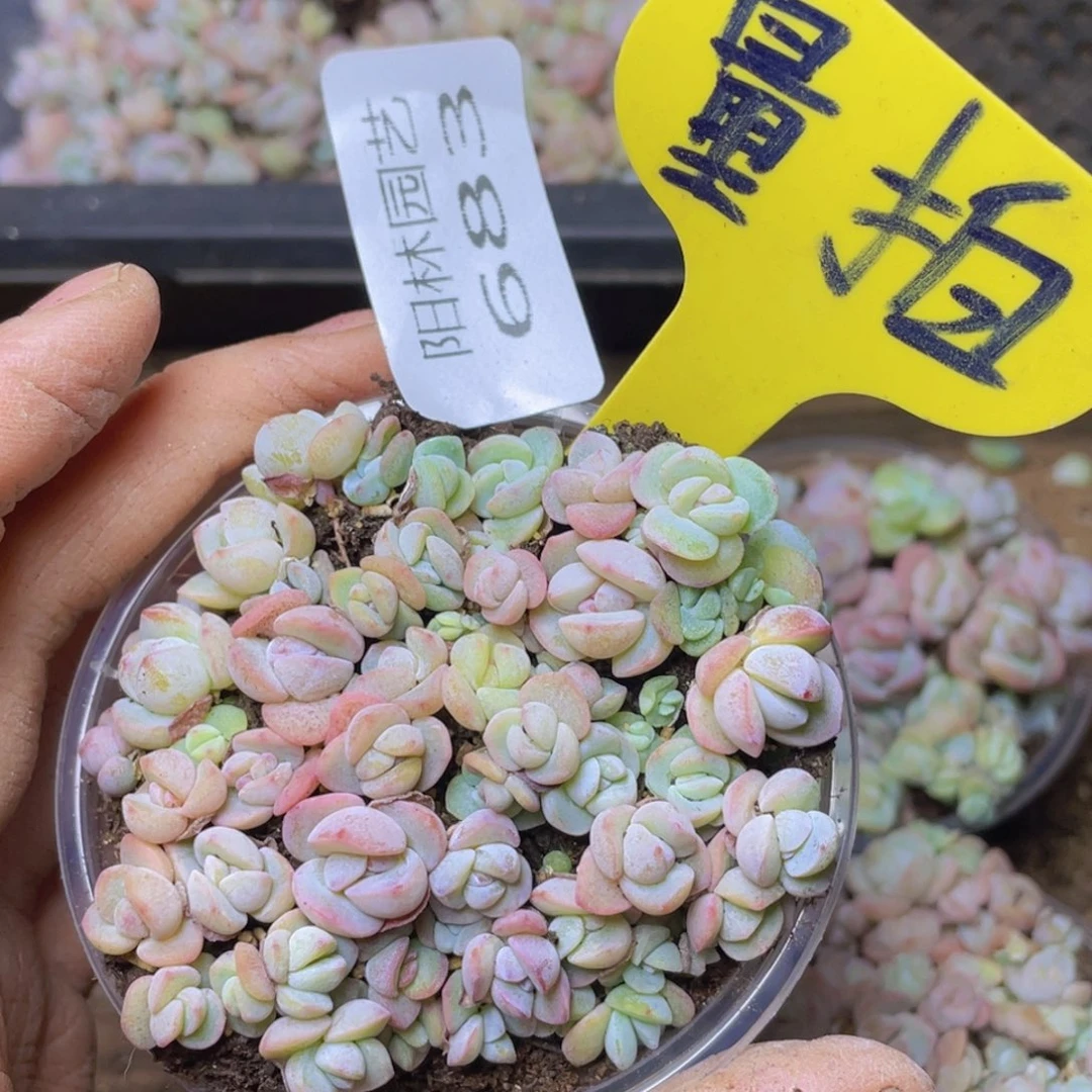 量拍多肉植物多肉植物683