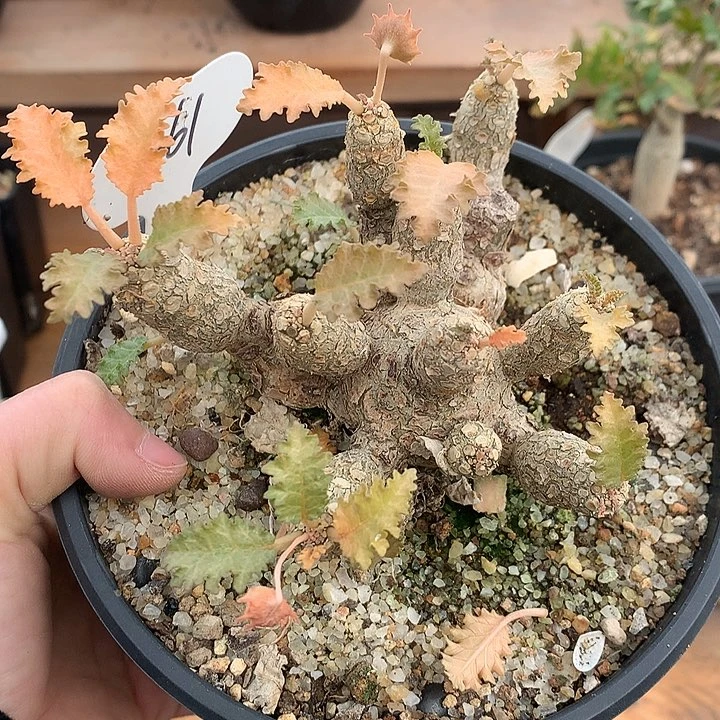 361霍伍德666666666666