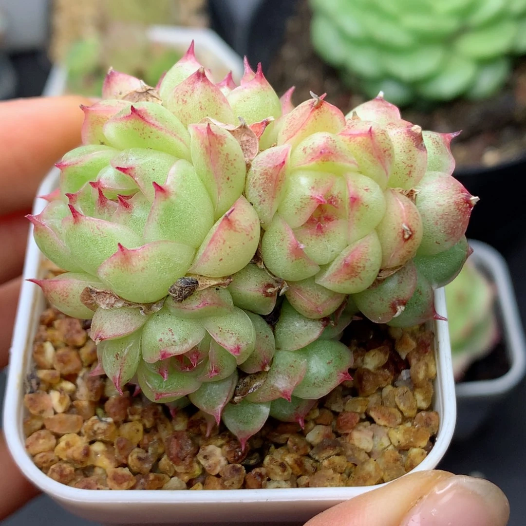 58包邮  群生不包整01