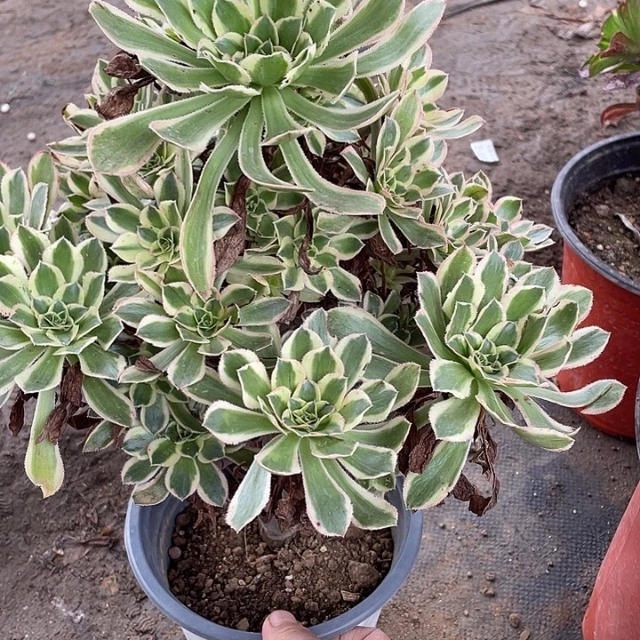 292白兰地多肉植物法师