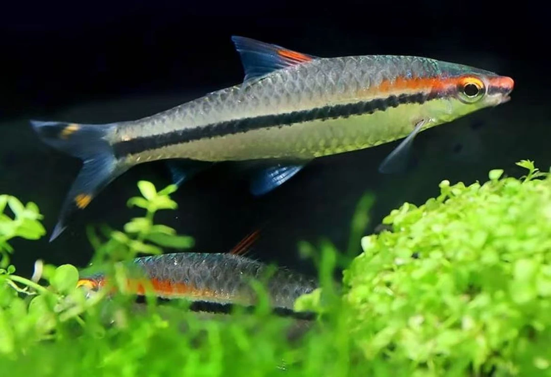 一眉道人鱼红眉灯科鱼小型淡水草缸群游好养易活热带观赏鱼