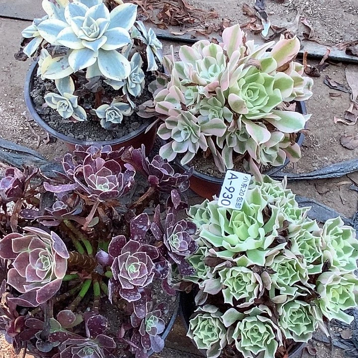 930四颗多肉植物法师
