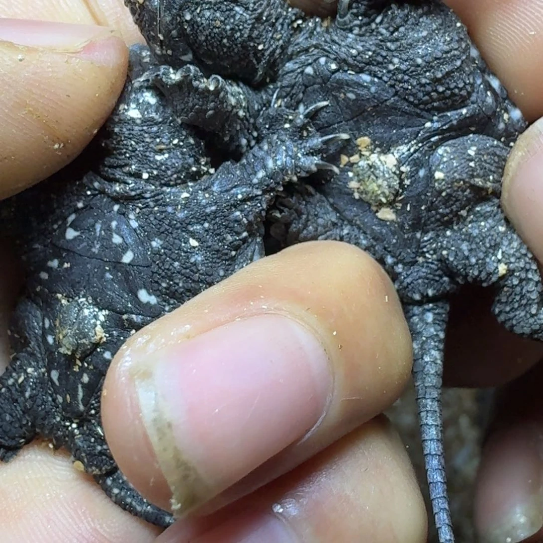 原种北美苗。。。。。。。