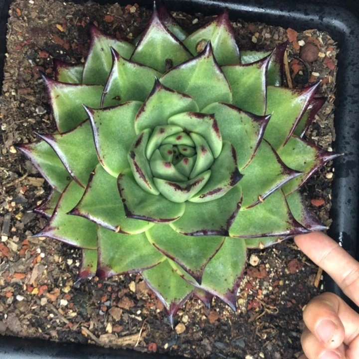 底色油润特殊美乌