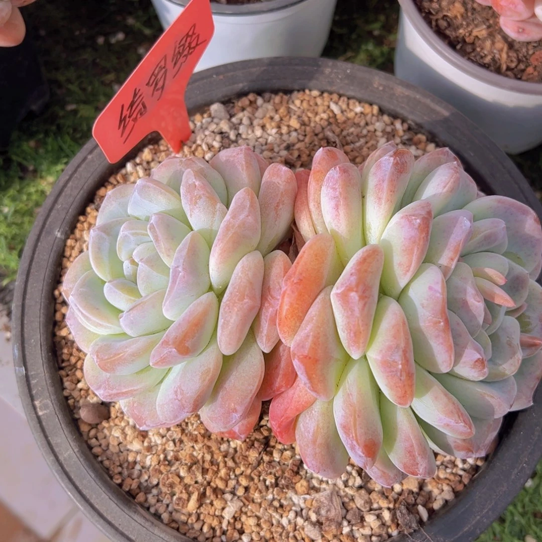 香玉的故事是一个人的故事吗我